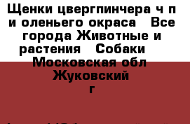 Щенки цвергпинчера ч/п и оленьего окраса - Все города Животные и растения » Собаки   . Московская обл.,Жуковский г.